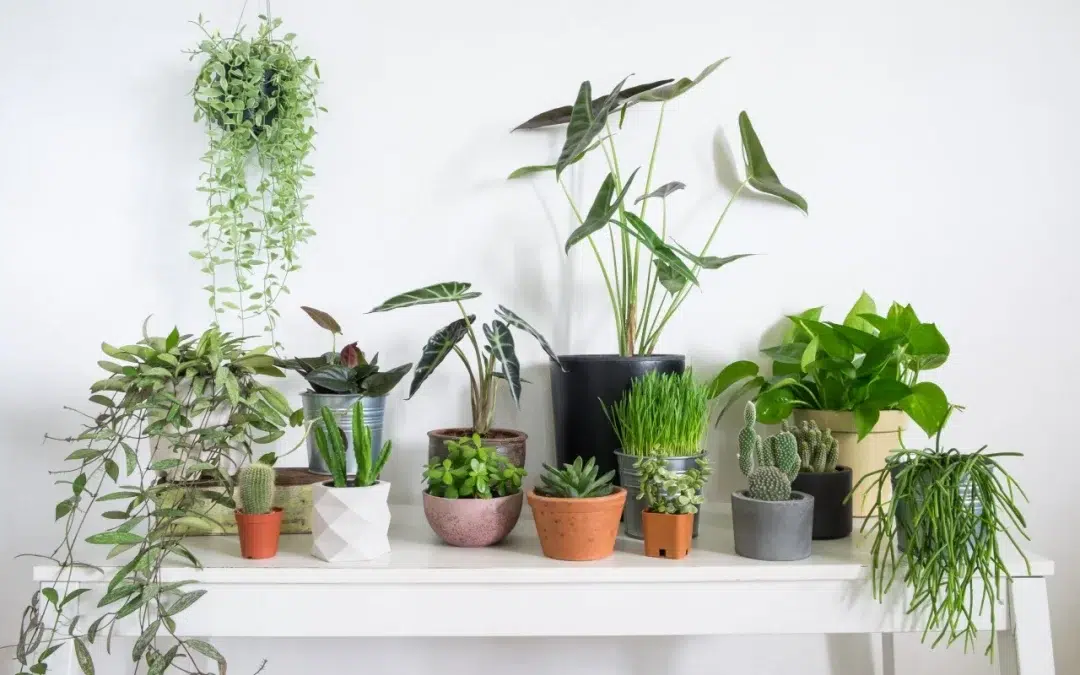 Top 6 Air Purifying House plants