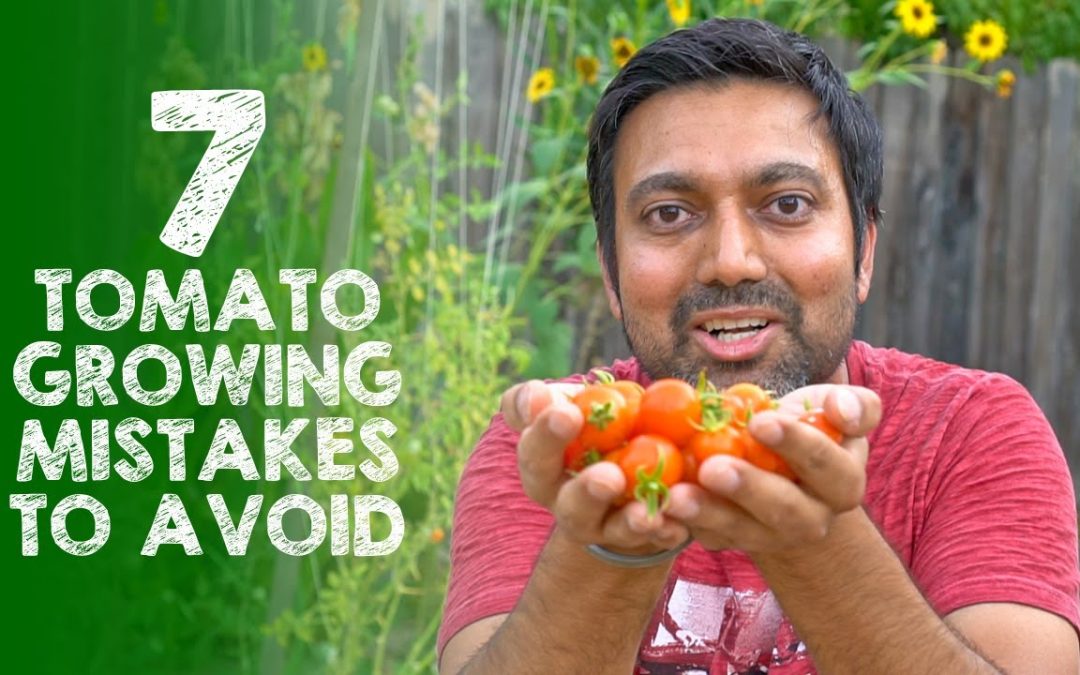 7 Tomato Growing Mistakes to Avoid