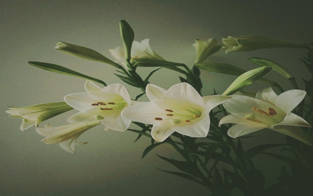 Cultivation of Lilium Auratum: Requirements, Tips and it’s Economical Importance