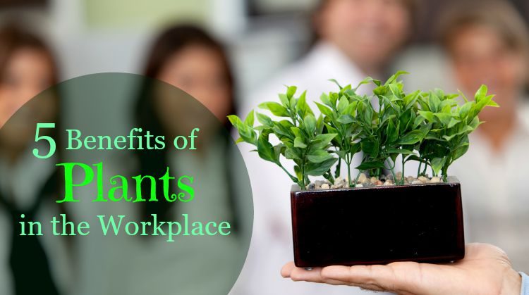 Importance of Plants in the Workplace