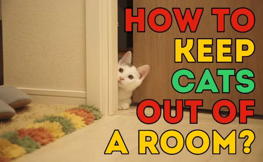 How To Keep Cat Out Of Bedroom