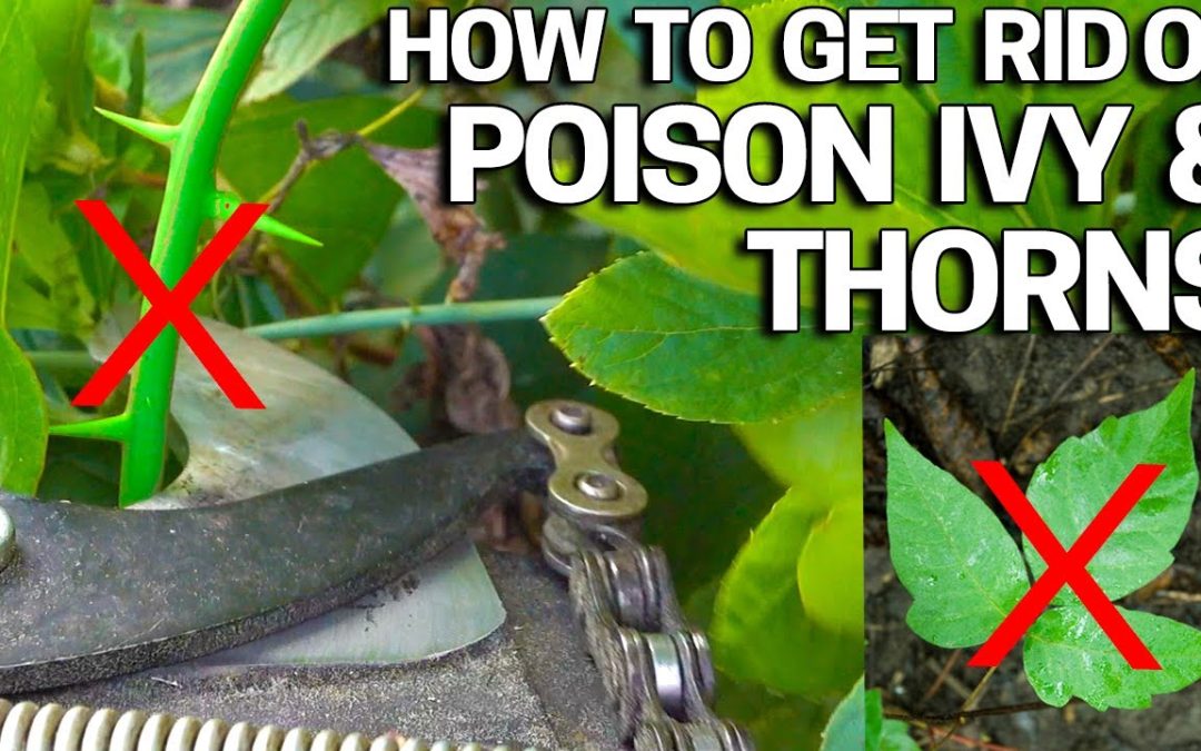 how to get rid of thorn weeds