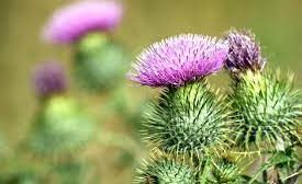 flower of scotland