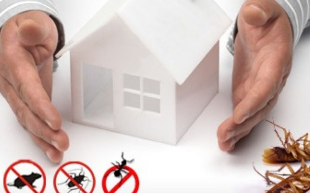 The Hidden Dangers: Unveiling the Importance of Regular Pest Control in Homes
