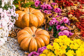 Transforming Your Outdoor Space with Fall Mum Decor