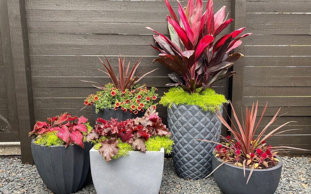 Exploring the Diversity of Garden Pots: A Guide to Choosing the Right Type for Your Plants