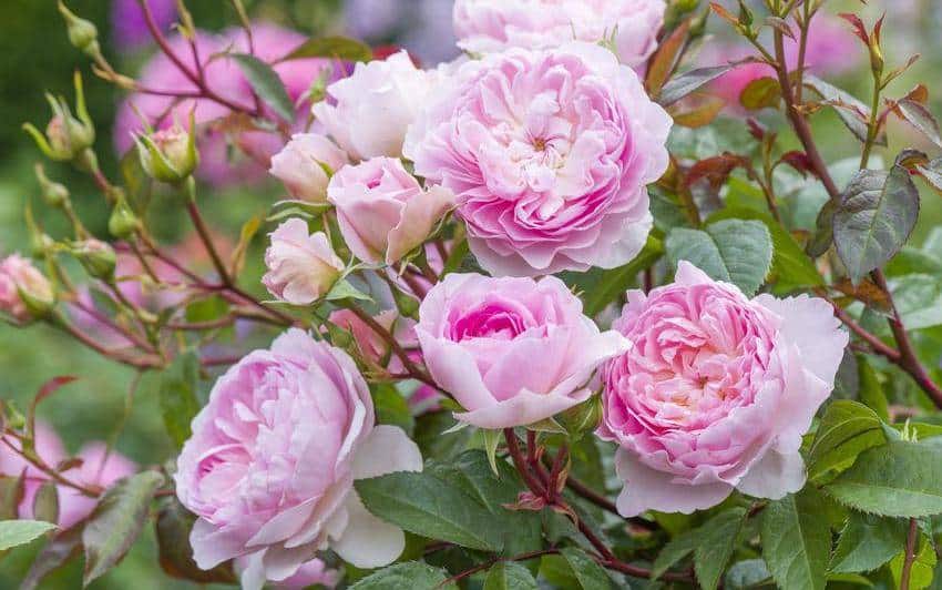 pink rose garden
