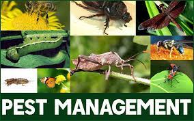 Tips and Tricks for Year-Round Pest Management