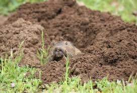 Gopher Control Services