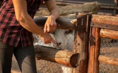 Your Guide to Everything About Chain Link Fence Posts
